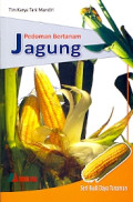 Pedoman Bertanam Jagung